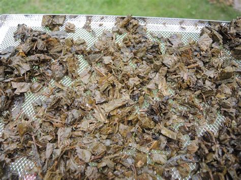 Arbatos lapų rinkimo procesas