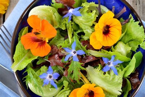 Įvairių rūšių valgomos gėlės tortų dekoravimui