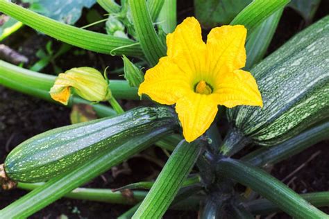 Cukinijos ir jų naudingosios savybės