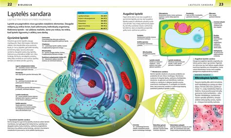 Nėgės biologija ir sandara