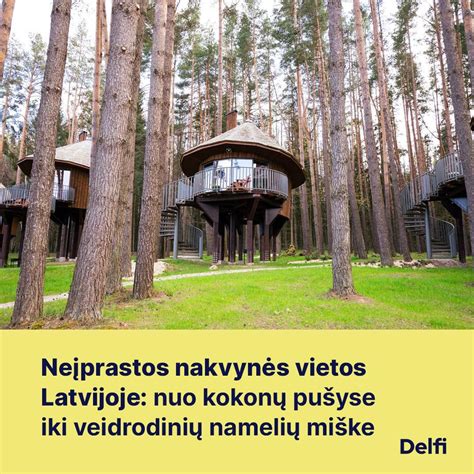 Bobausių augimo vietos miške