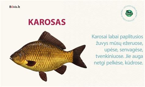Karosas po išdarinėjimo ir žvynų nuskutimo