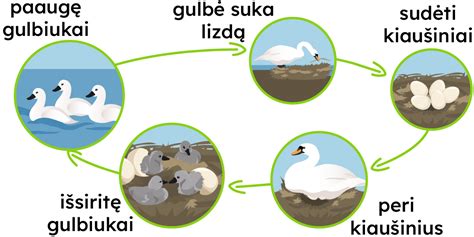 kiaušinius dedančių gyvūnų schema