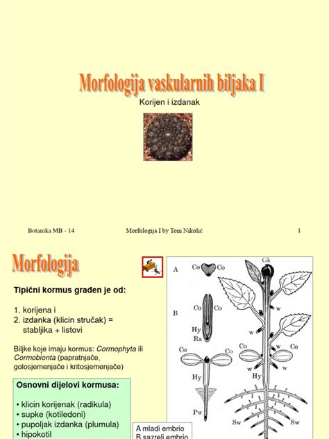 Plačiakakčio žuvies morfologija