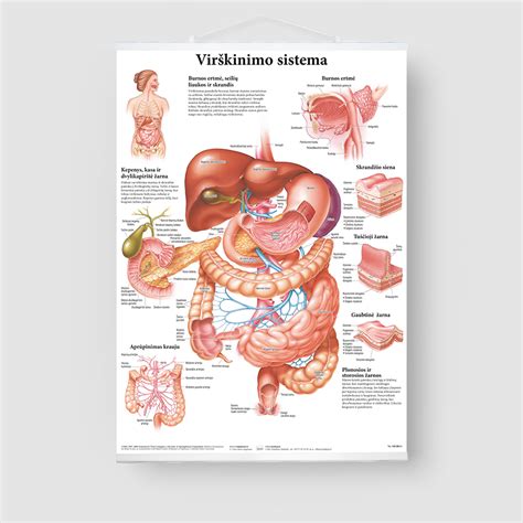 Virškinimo sistema ir skaidulos