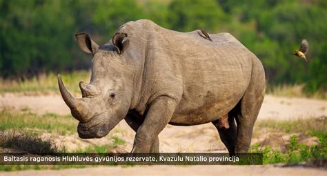 Pietų Afrikos Respublikos peizažas su laukiniais gyvūnais