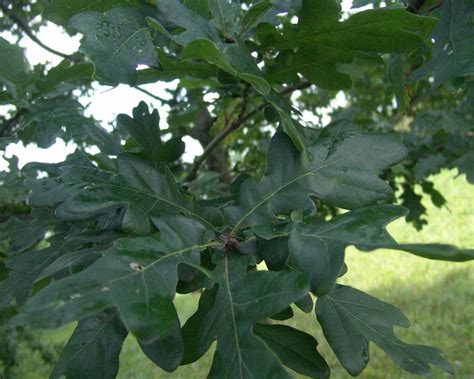 Rauginimo ingredientai: agurkai, krapai, česnakai, ąžuolo lapai