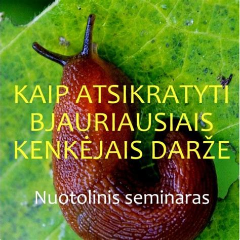 dažniausių daržo kenkėjų lentelė