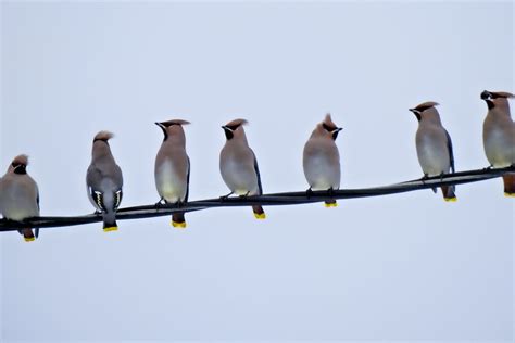 Pietų Amerikos paukščių įvairovė