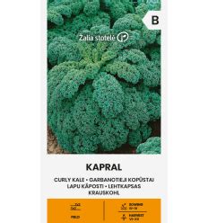 Džiovinami garbanotieji kopūstai, suverti ant virvės
