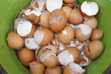 Kiaušinių lukštų drenažas sodinukams