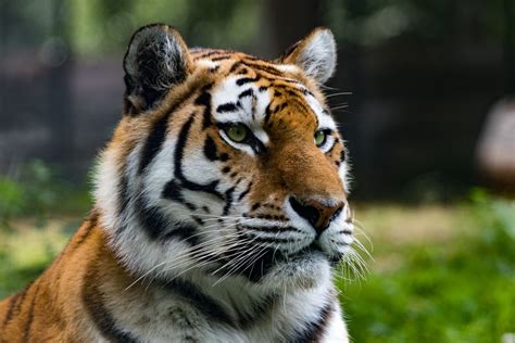 Sumatros tigras džiunglėse