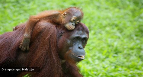 Orangutanai Borneo saloje