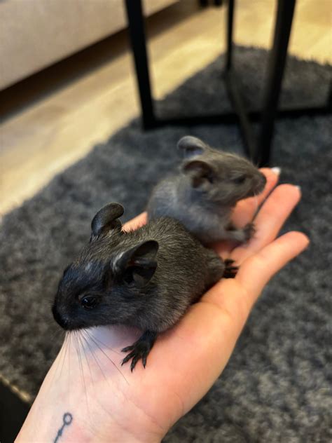 Degu namų narvelyje, graužianti šieną