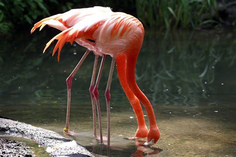 Rožiniai flamingai Kamargo deltoje