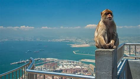 Gibraltaro uola su beždžionėmis ir vaizdas į sąsiaurį