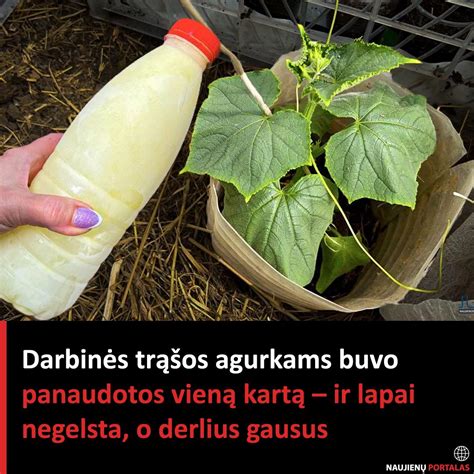 Prieskoniai ir alternatyvūs lapai agurkams
