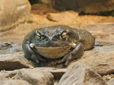 Kolorado upės rupūžė (Incilius alvarius)