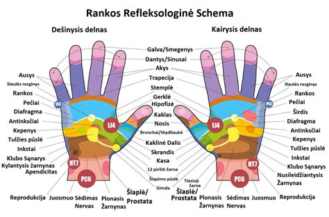 anatomijos schema: rankos struktūra ir skausmo taškai