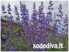 Žydinčios ievos - šalnų pranašas