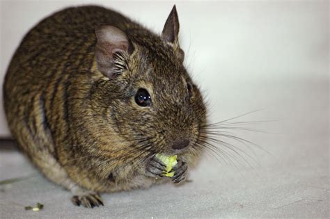Degu narvelyje