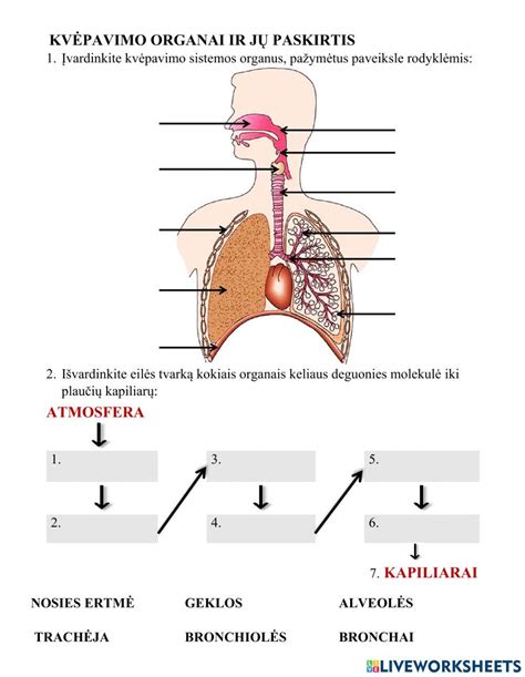 Žmogaus kvėpavimo takų schema