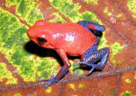 Medlaipinė varlė