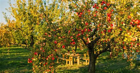 obelų sodas rudenį