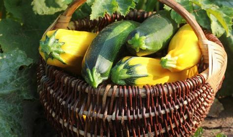 Cukinijų derlius darže