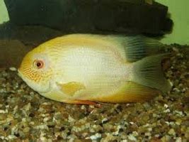 Auksinis Severumas akvariume
