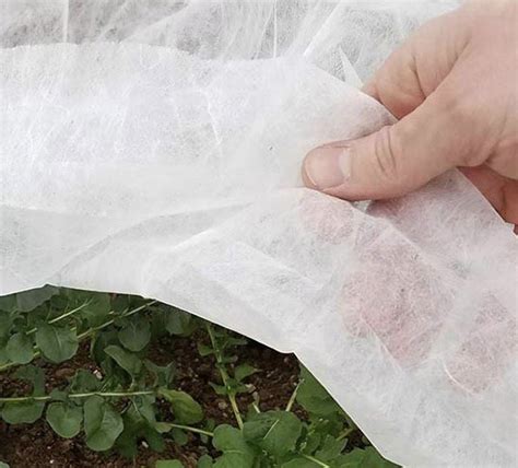 Agroplėvelė sauganti kopūstų daigus nuo šalčio