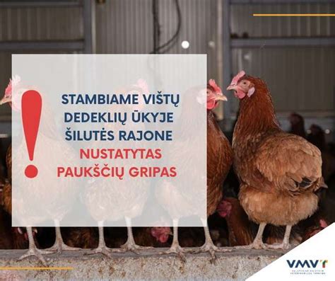 vištų dedeklių ūkis ir gaidys