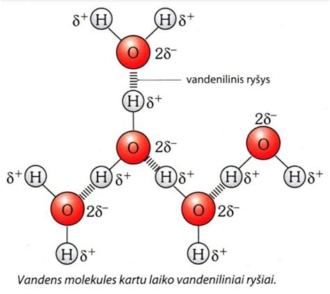 Vandens molekulės schema su vandeniliniais ryšiais