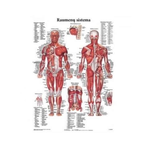 Žmogaus raumenų masės iliustracija