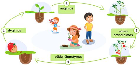 Judros augalo auginimo ciklo diagrama