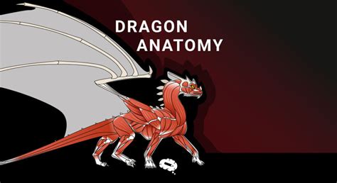 drakono anatomijos schema (iliustracija)