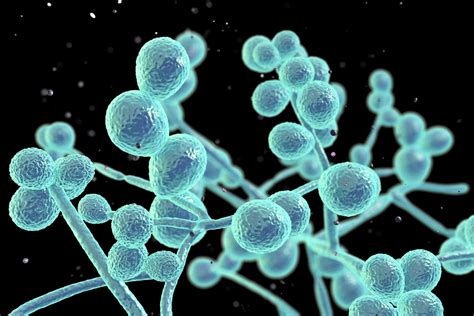 Candida albicans grybelio mikroskopinis vaizdas