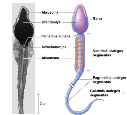 Gyvūnų lytinės ląstelės - spermatozoidas ir kiaušialąstė
