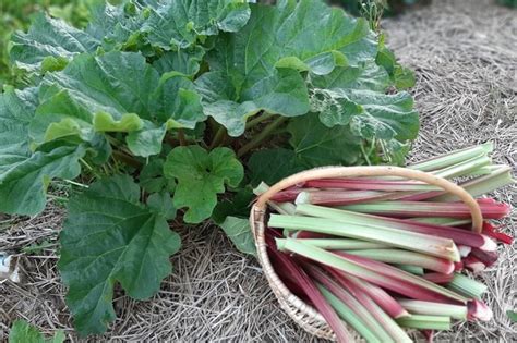 Rabarbarų lapkočių spalvos ir jų įtaka skoniui
