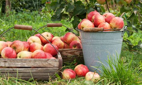 Įvairūs obuolių panaudojimo būdai virtuvėje
