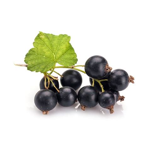 Šviežios spanguolės ir juodieji serbentai