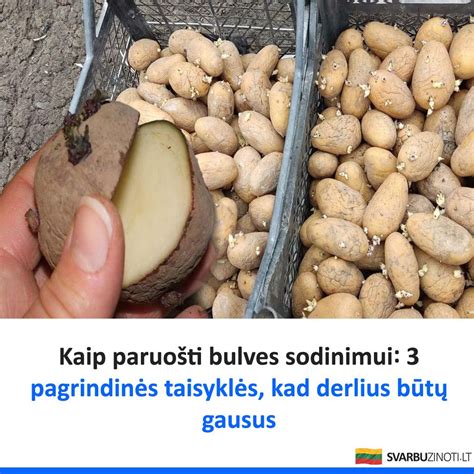 schematinis pavaizdavimas kaip sutarkuoti bulves skirtingomis tarkomis