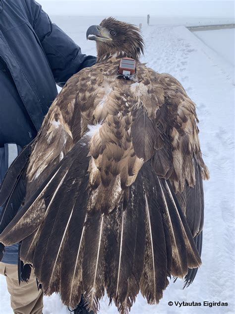 Žieduojamas paukštis Ventės rage