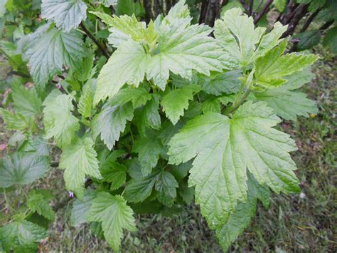 Alijošiaus lapai su medumi