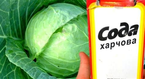 Kaip atbaidyti kenkėjus nuo kopūstų