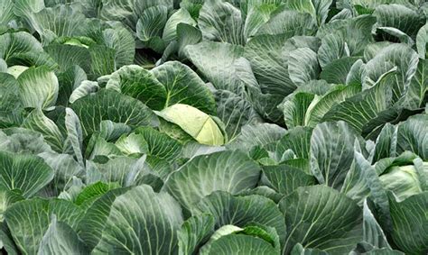 Sėjomainos svarba auginant kopūstus