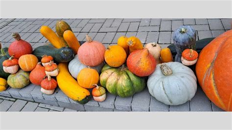 Moliūgų įvairovė ir spalvos