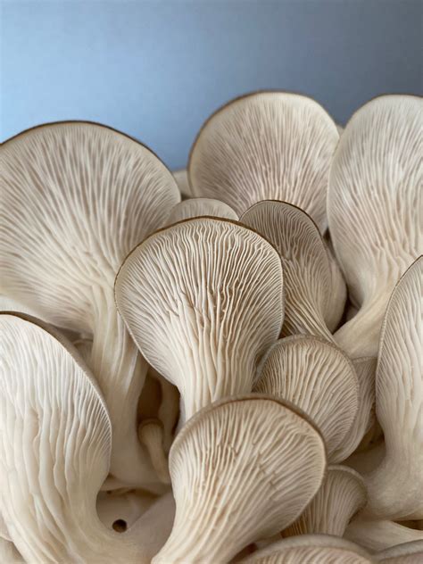 Raugo auginimo procesas