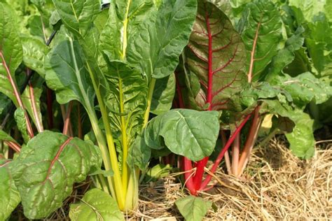 Lapinių burokėlių augalas