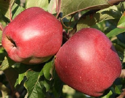 Skirtingos obuolių veislės